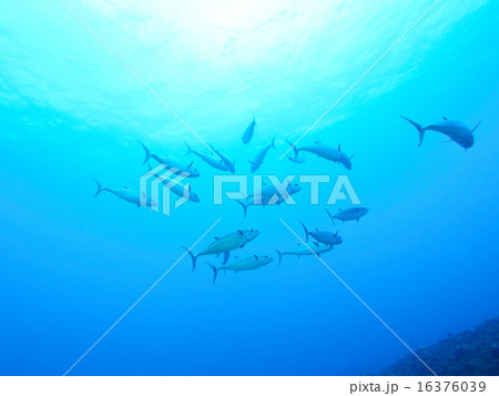 イソマグロ 16376039