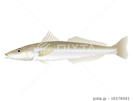 シロギス シロギス 16376091