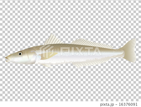 シロギス シロギス 16376091