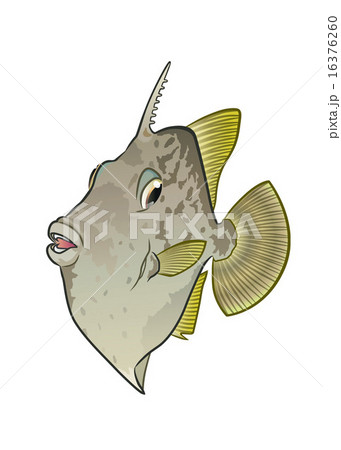 カワハギ カワハギ 16376260