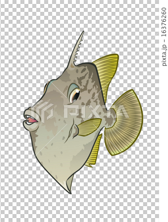 カワハギ カワハギ 16376260