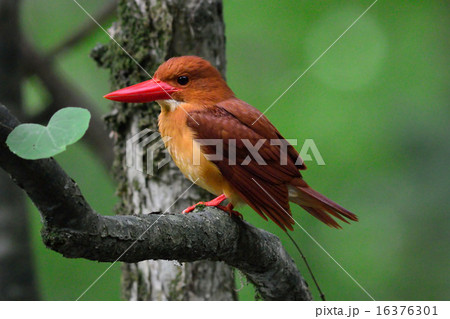 野鳥の写真 16376301