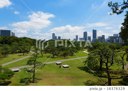 浜離宮庭園の松林と高層ビル街 浜離宮庭園の松林と高層ビル街 16376329