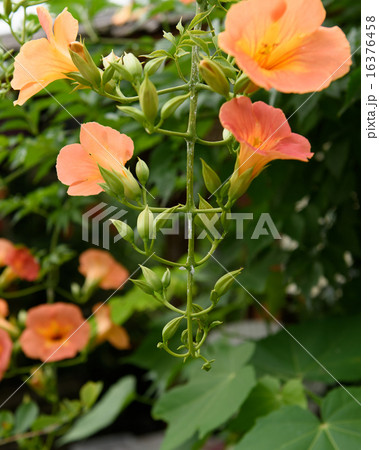 ノウゼンカズラの花と蕾の写真素材