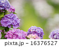 紫陽花 16376527