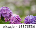 紫陽花 16376530