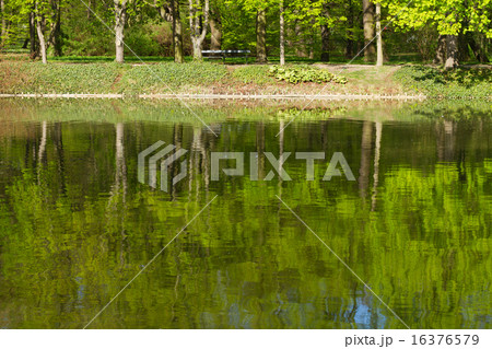 row of green trees 16376579