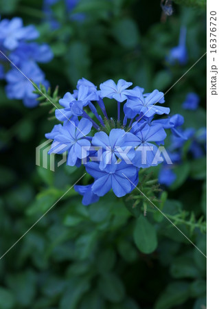 瑠璃茉莉ルリマツリ 初夏から秋まで綺麗です。 瑠璃茉莉ルリマツリ 初夏から秋まで綺麗です。 16376720