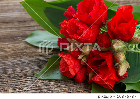 Poppy flowers 16376737