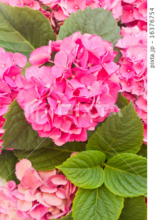 pink  hortensia flowers 16376754
