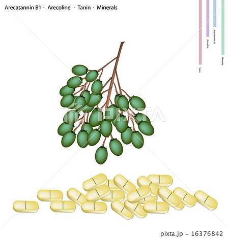 Betel Palm Fruit with Arecatannin B1 Betel Palm Fruit with Arecatannin B1 16376842