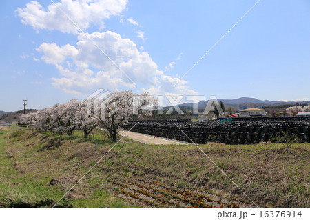 飯舘村　除染　桜　仮仮置場 16376914