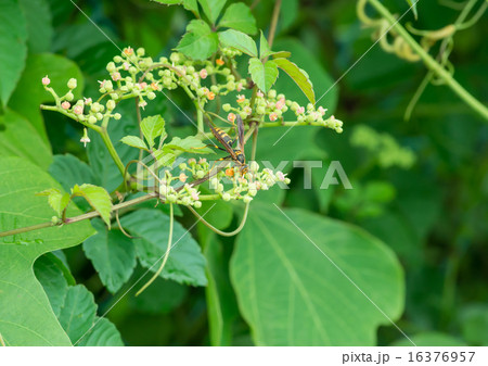 ヤブガラシの蜜をなめるハチ ヤブガラシの蜜をなめるハチ 16376957