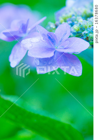 あじさい 16378680