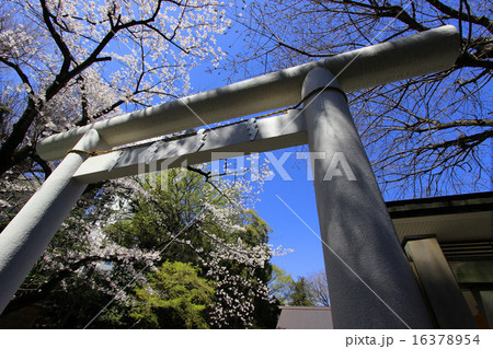 乃木神社の桜 16378954