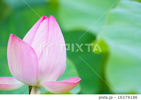 ハスの花 ハスの花 16379186