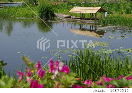 サッパ船／水郷（千葉県香取市） 16379516