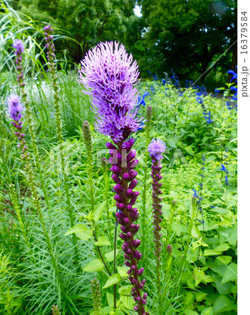 咲き始めのラベンダー 16379584