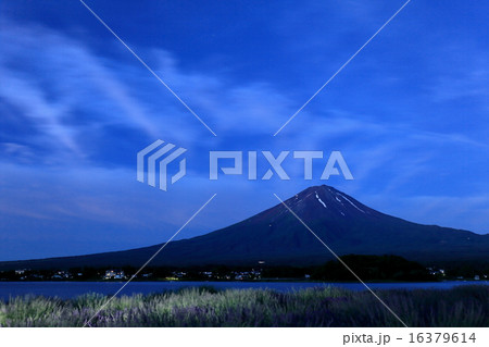 未明の富士と河口湖畔のラベンダー 16379614