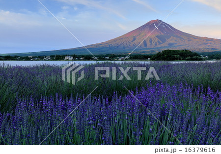朝日に染まる富士と河口湖畔のラベンダー 16379616