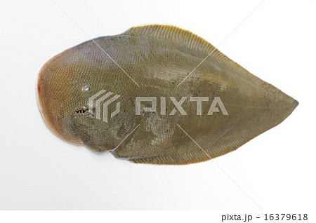 オオシタビラメ(大舌平目) 表俯瞰(深度大) オオシタビラメ(大舌平目) 表俯瞰(深度大) 16379618