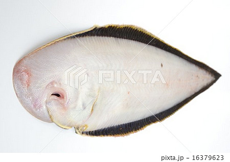 【一点物】　レントゲン魚拓　舌平目 一点物】 レントゲン魚拓 舌平目 一点物】レントゲン魚拓舌平目