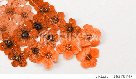 Colorful dried spring flowers 16379747