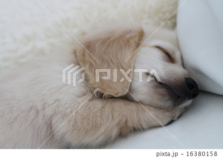 ミニチュアダックス子犬の寝顔の写真素材