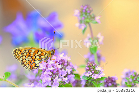 Monarch Butterfly 16380216