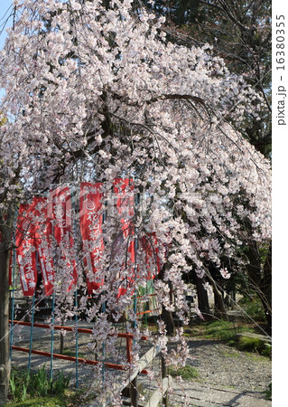 京都 花山稲荷神社 おゆき桜の写真素材