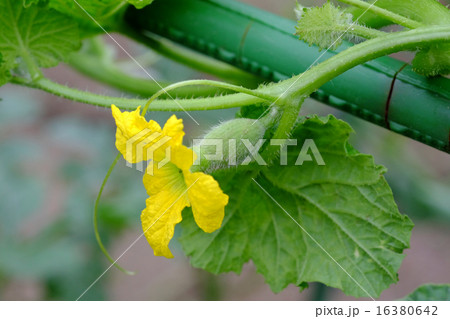 メロンの雌花 メロンの雌花 16380642