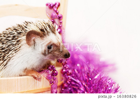A cute little hedgehog A cute little hedgehog 16380826
