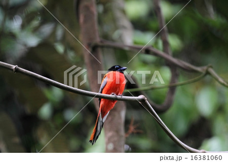 Scarlet-rumped Trogon （コシアカキヌバネドリ） 16381060