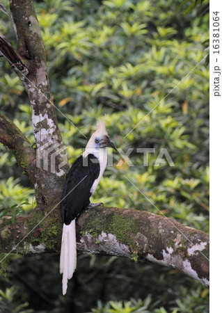 White-crowned Hornbill （シロクロサイチョウ） 16381064