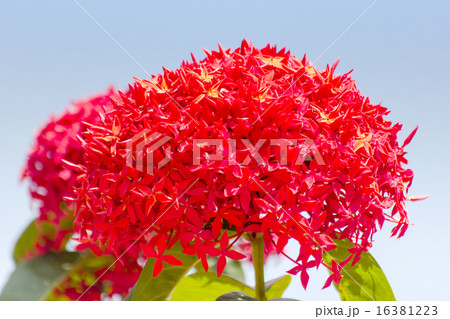 Beautiful Red Ixora flowers, Indian Jasmine.  16381223