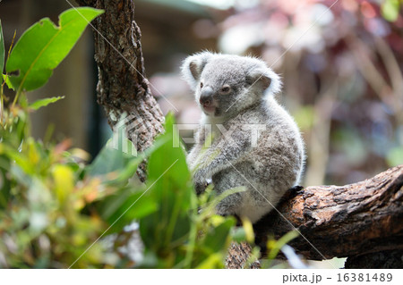 ベイビーコアラ 16381489