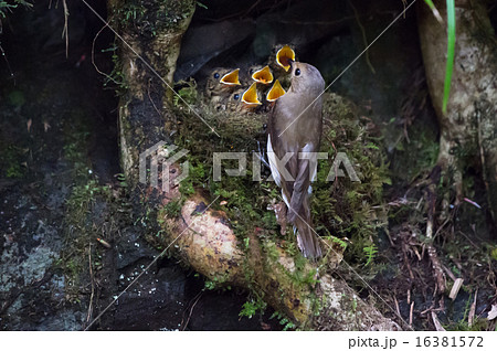オオルリのメス (Female Blue and White Fly Catcher) 16381572