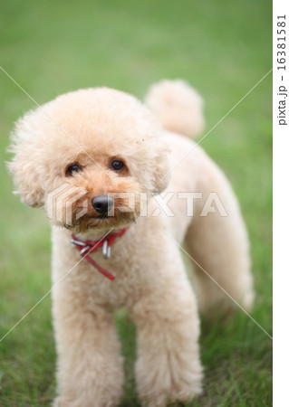 犬 16381581