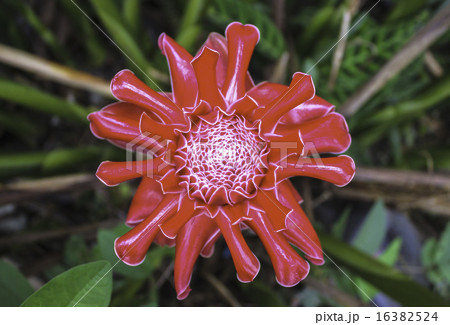 Torch Ginger 16382524