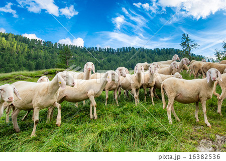 Transhumance of sheep in the mountains 16382536