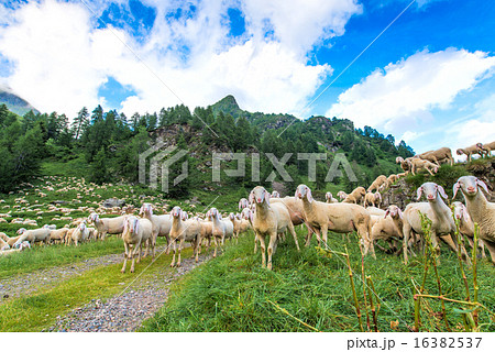 Transhumance of sheep in the mountains 16382537