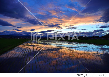 水田の夕景 16382540