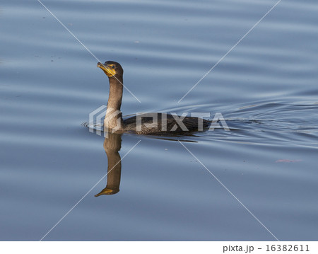 The cormorant is swimming 16382611