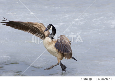 The beautiful jump The beautiful jump 16382671