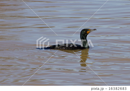 The cormorant 16382683