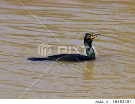 The cormorant is trying to catch the fish 16382687