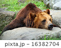 ヒグマ君のお昼寝タイム 16382704