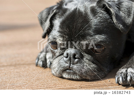 黒バグの写真素材