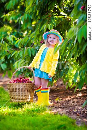 Little girl picking fresh cherry on a farm Little girl picking fresh cherry on a farm 16383749