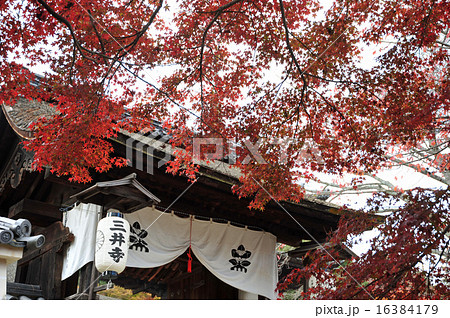 滋賀 三井寺の紅葉 滋賀 三井寺の紅葉 16384179